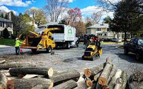 How Our Tree Care Process Works  in  Galliano, LA